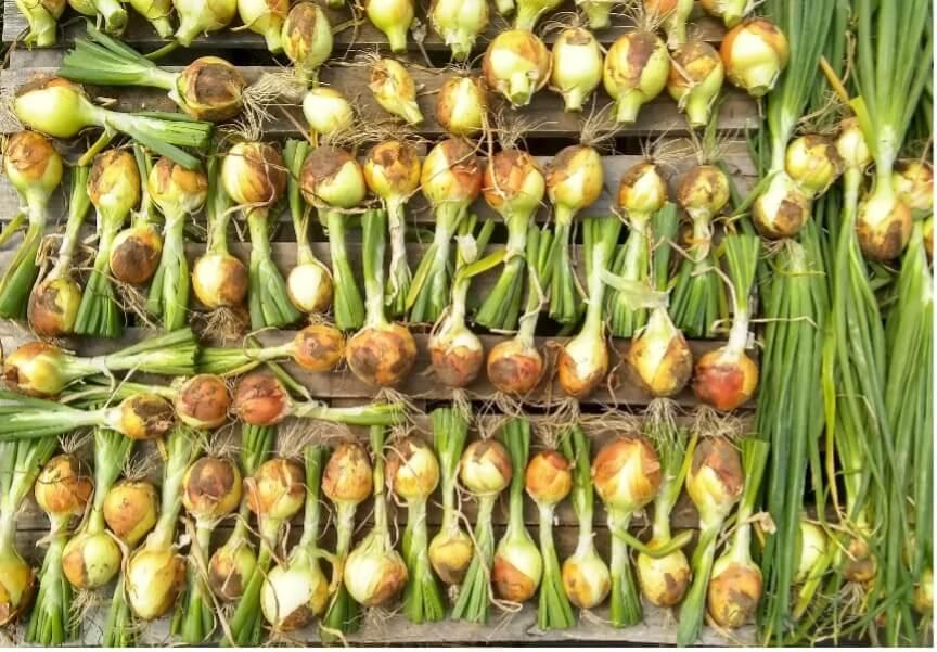 Onion Bulbs