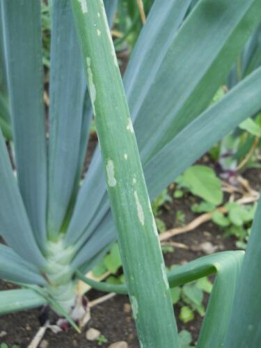 windowpane damage to leaves of hollow-leafed crops