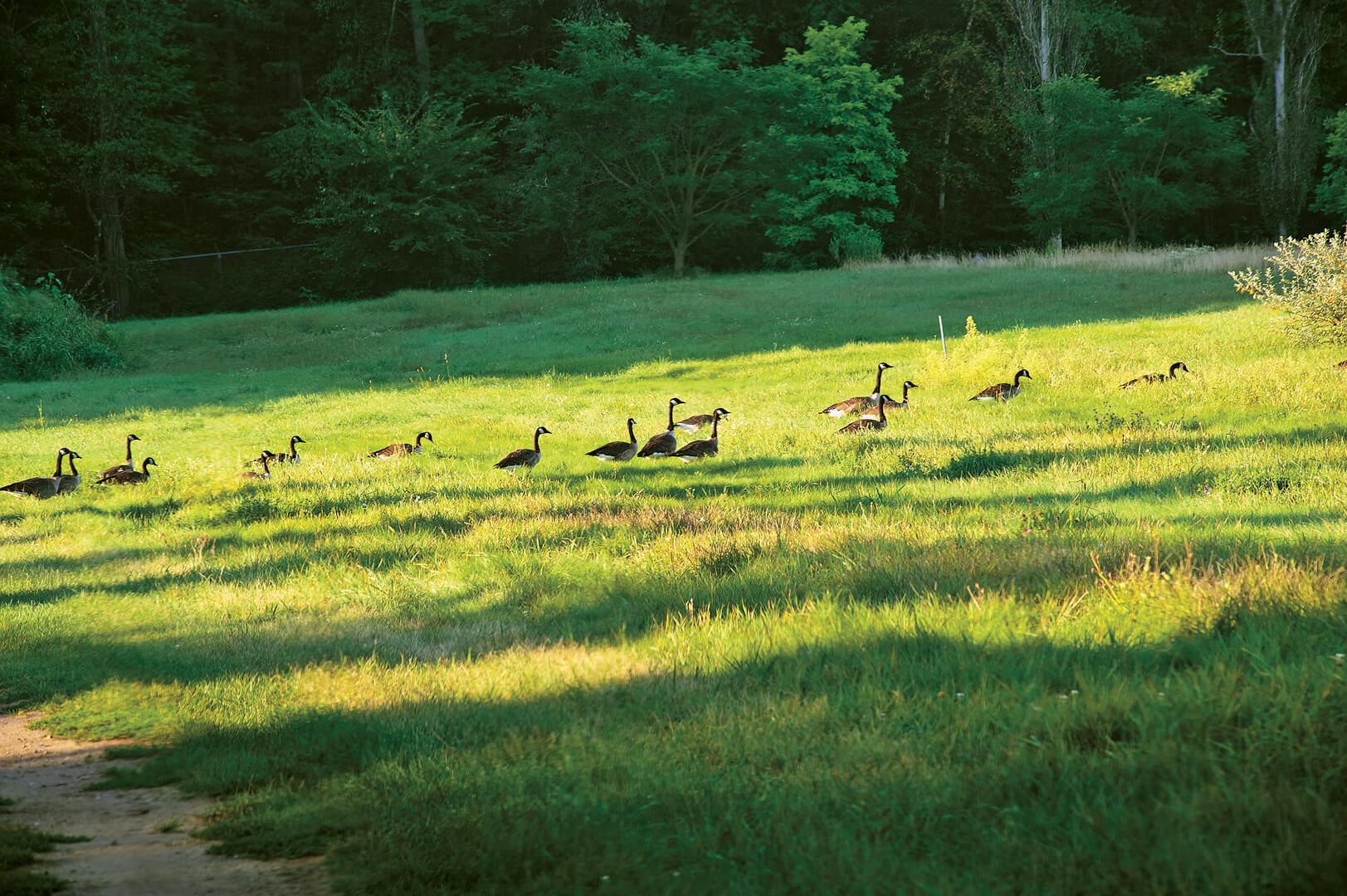 geese walking through a field