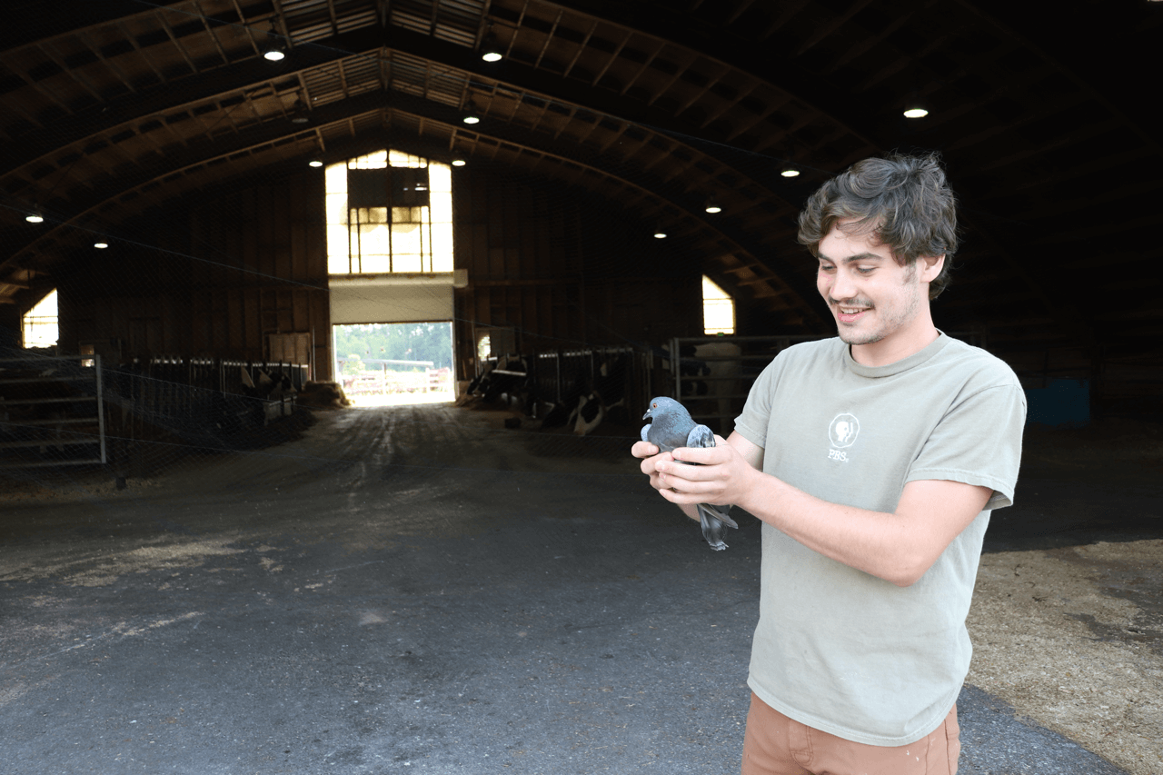 Student holds a pigeon that he is researching