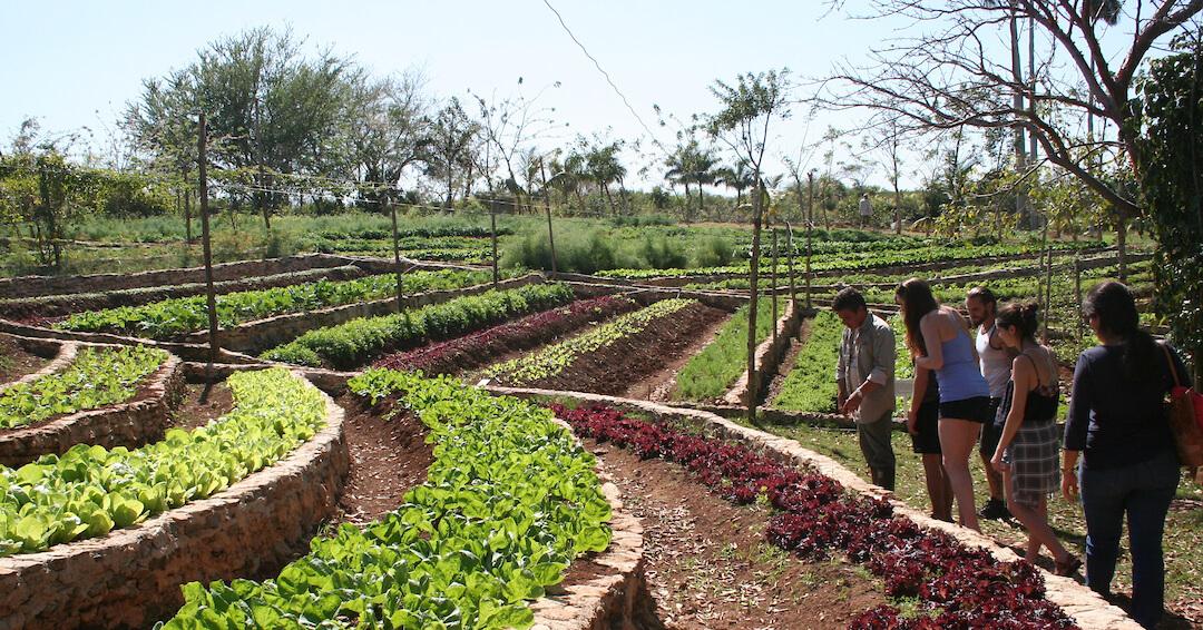 Students looking at different garden options