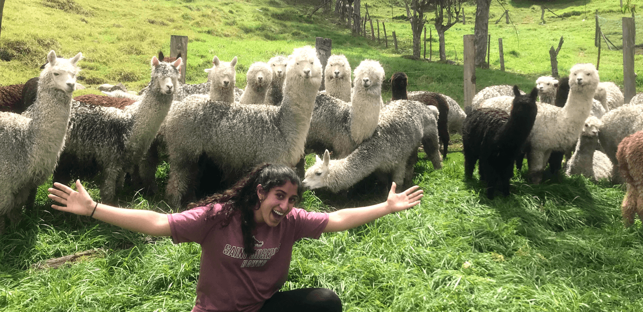 Girl with a herd of Alpaca
