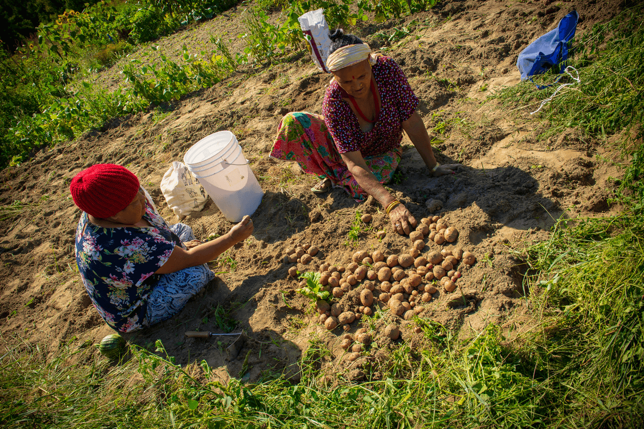 Two women sort potatoes in a field after harvest