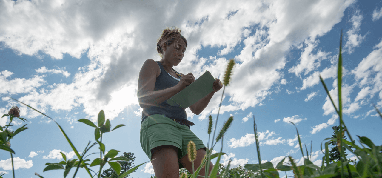 Heather Darby conducting a crop trial in a summer field
