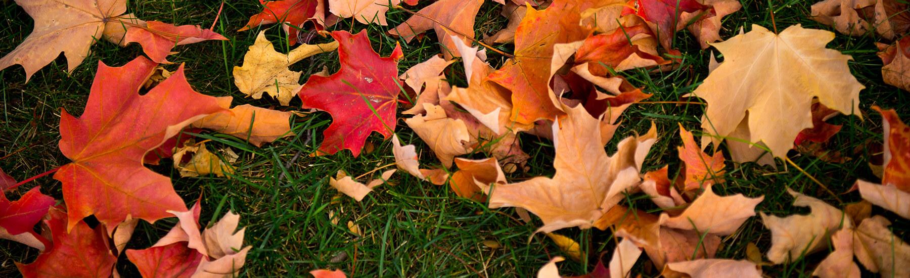 A collection of various leaves scattered across the ground
