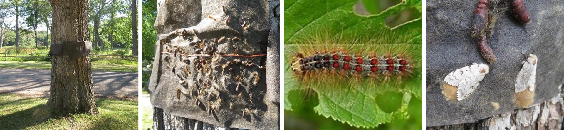 four spongy moth pictures in a row