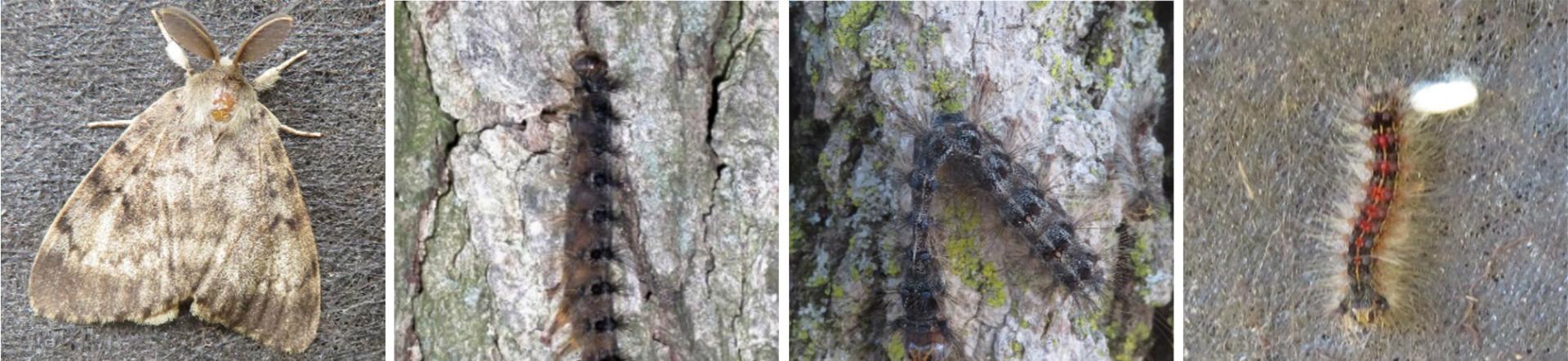four spongy moth photos in a row