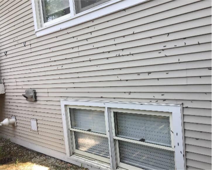 a lot of spongy moths on the side of a house