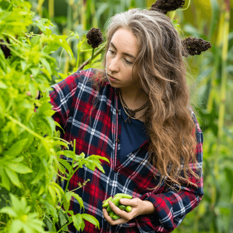 Student picking peppers at the Catamount Farm