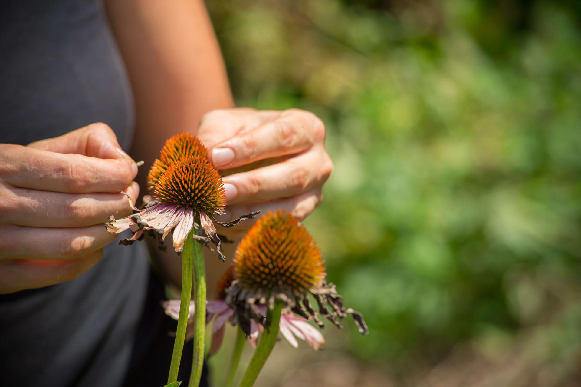 hands harvesting seeds