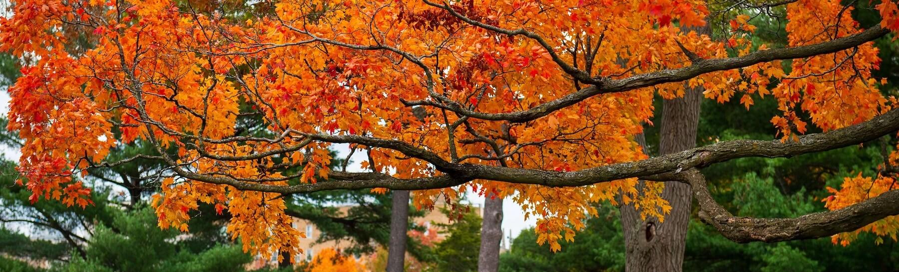 Bright orange leaves on trees