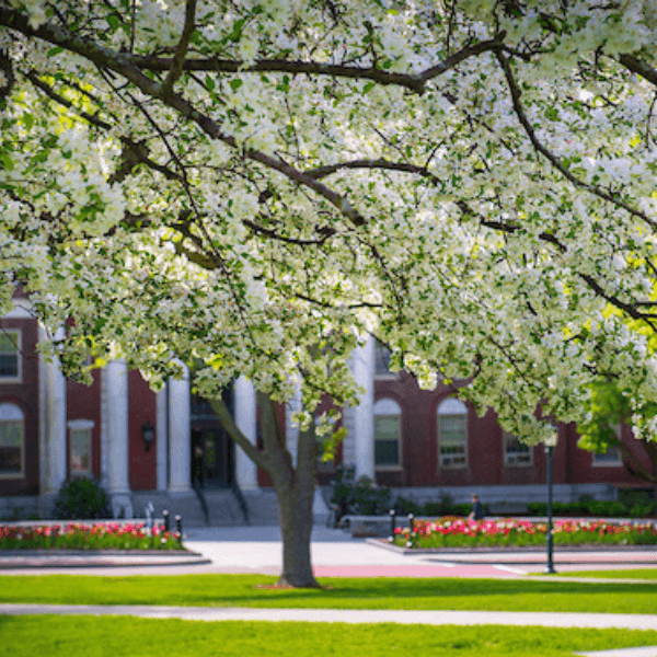White flowering tree with the waterman building in a background