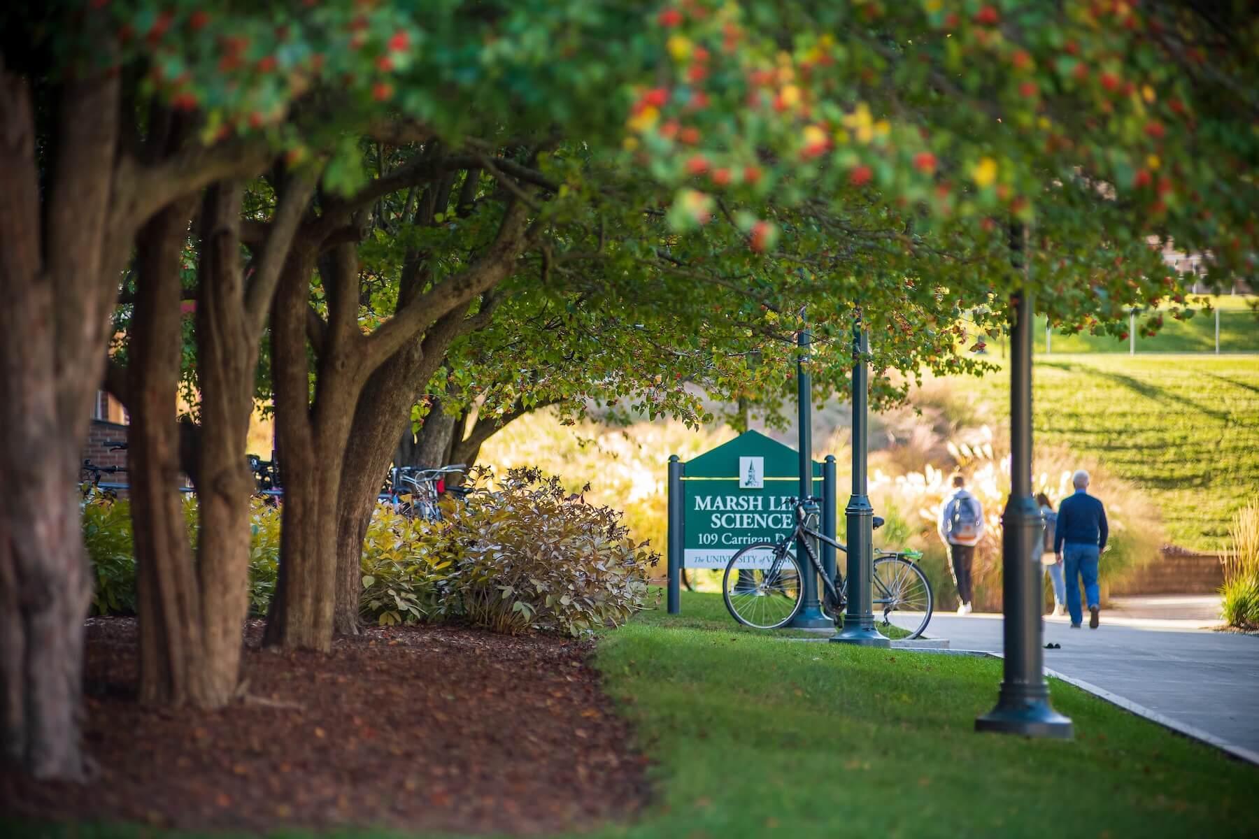A row of trees along a campus pathway.