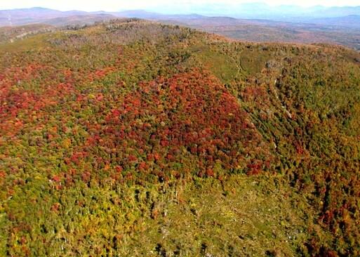 Aerial photo of Concord Woods
