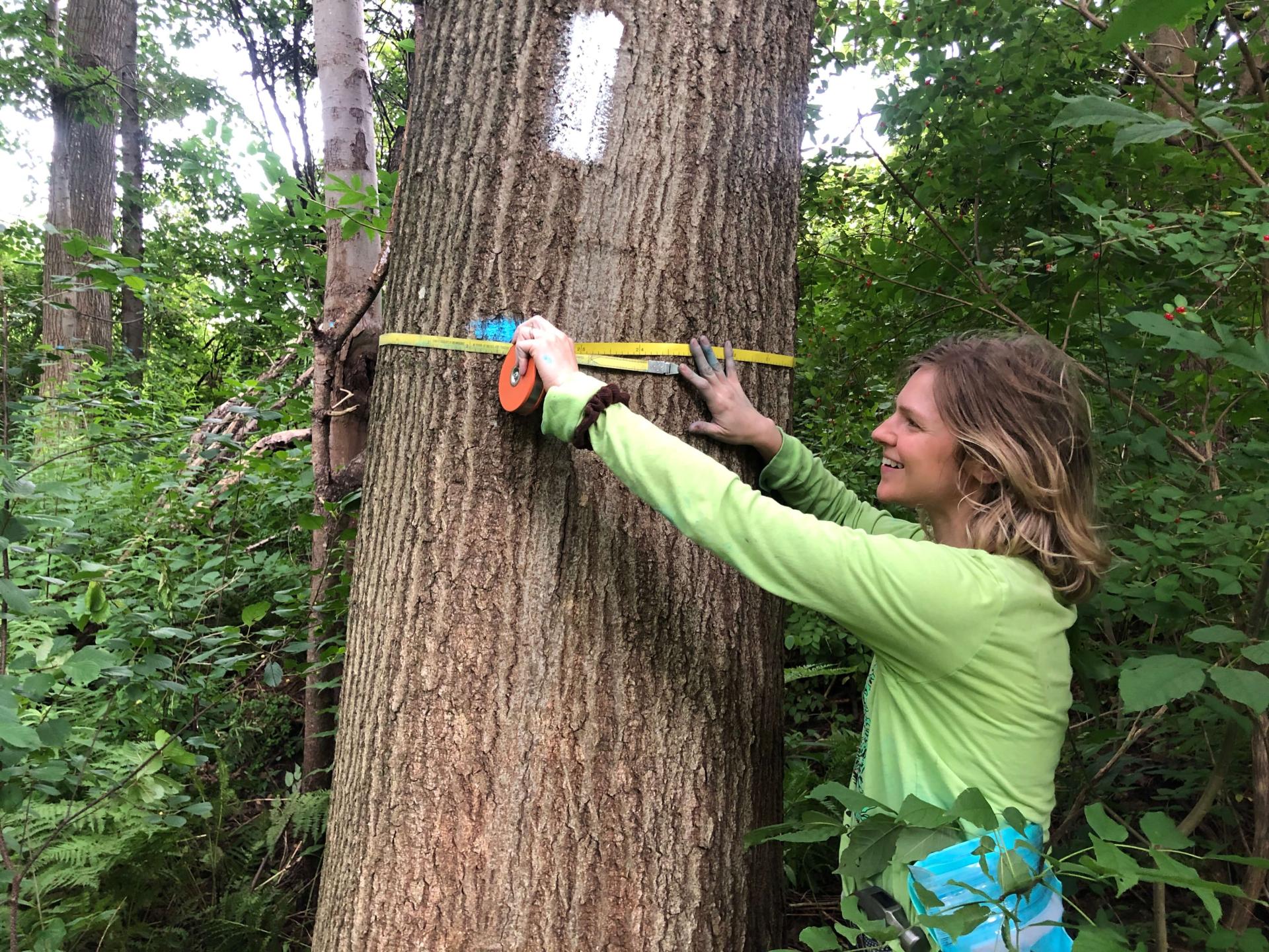 Tree circumfrence measuring