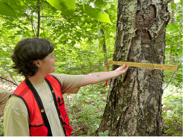 Photo of student measuring tree diameter 