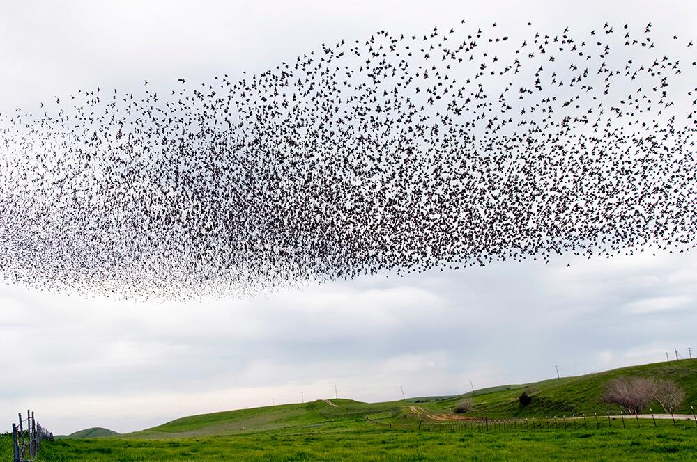 a murmuration of starlings in the sky over a green landscape