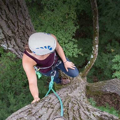 A women wearing a hardhat climbs a tall tree.