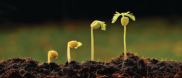 the unfurling and evolution of a seed in early growth