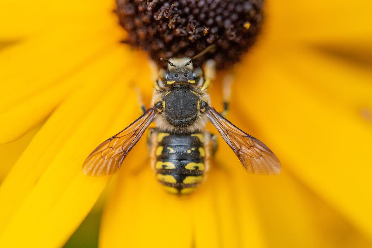 Wool Carder Bee on Yellow Flower