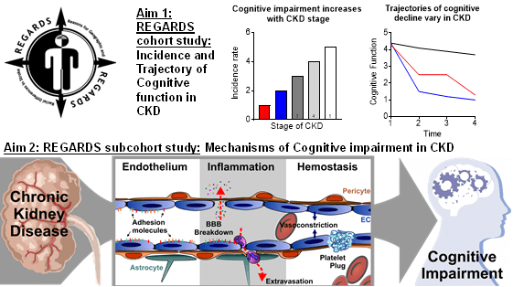 Diagram showing project aims for a cohort study to evaluate the mechanisms and trajectory of cognitive decline in people with chronic kidney disease.