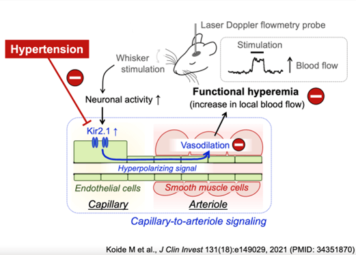 Diagram showing a proposed mechanism for neural stimulation of cerebral blood flow in heath and hypertension.
