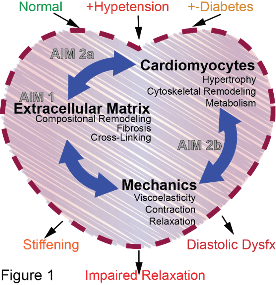 Image showing the role of the extracellular matrix in normal and diseased heart.