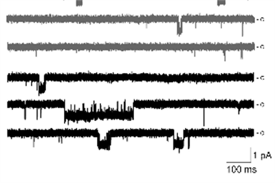 Diagram of electrophysiology measurements of membrane channel activity in brain capillaries.