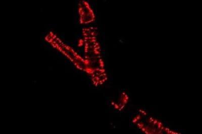 Calcium signaling in a blood vessel.