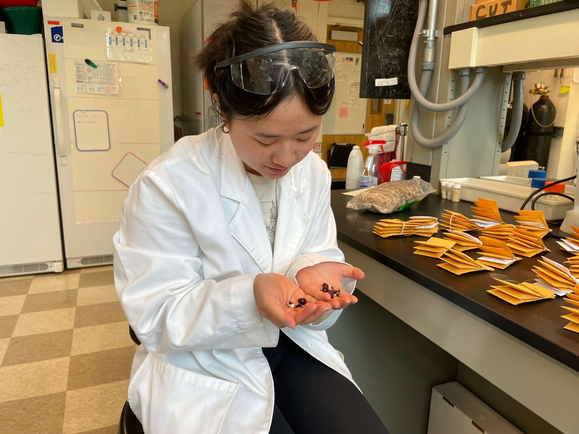 UVM intern examines bean samples