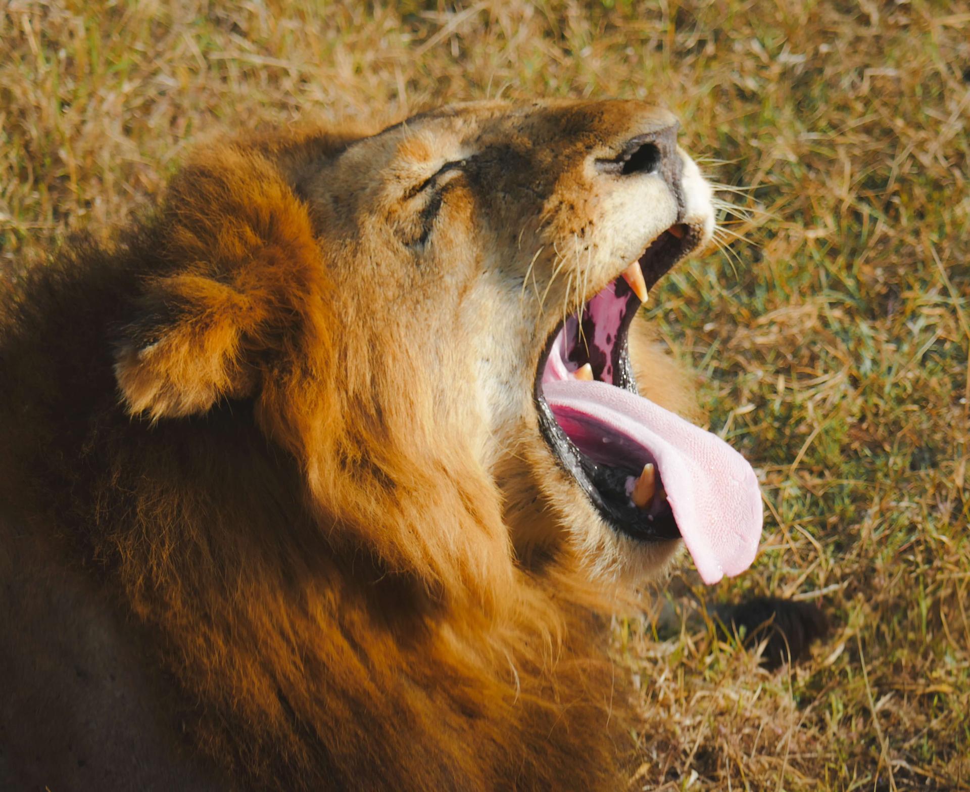 Neil Rohan submitted photo: lion roaring