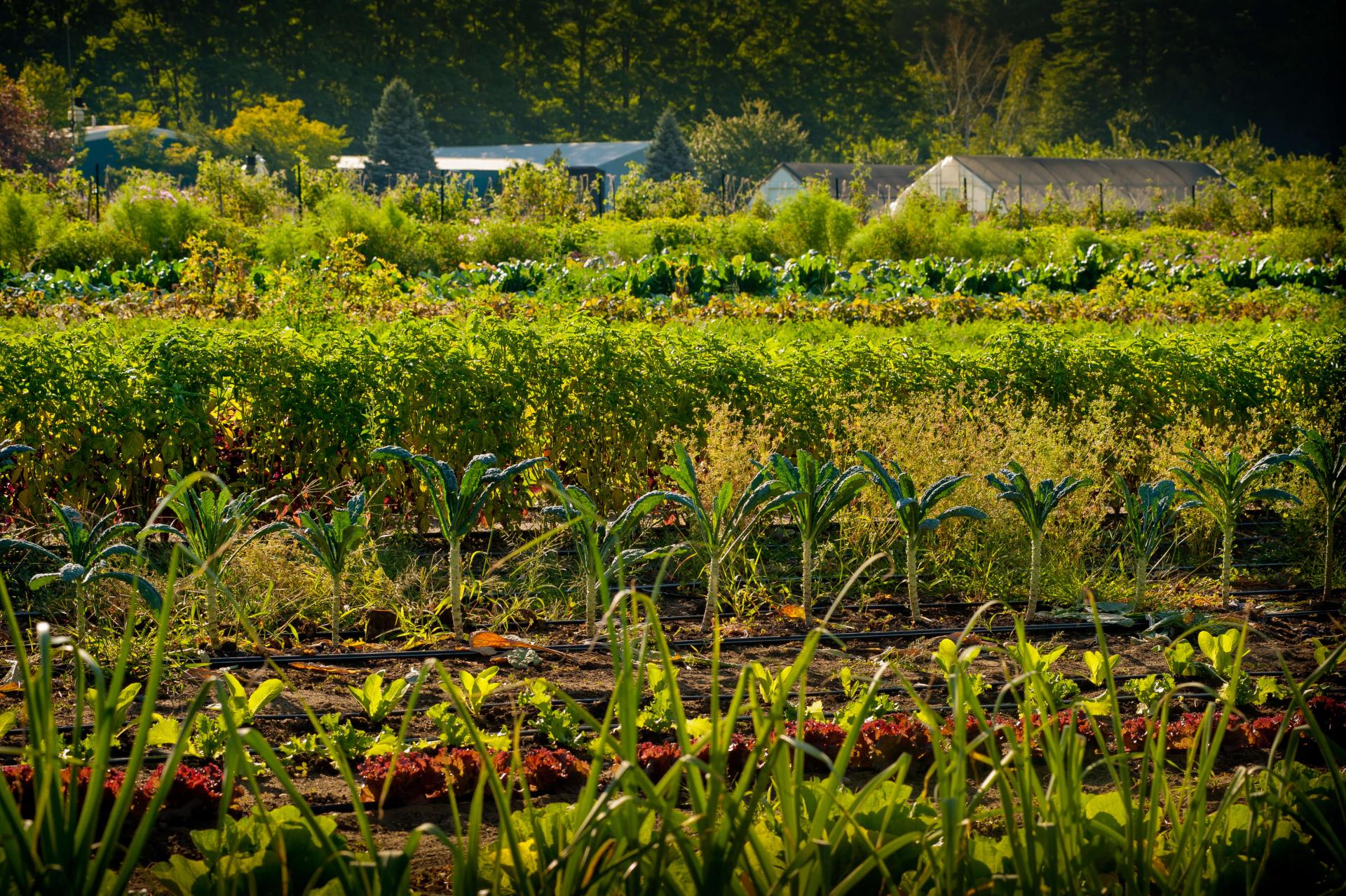 UVM farm in summertime