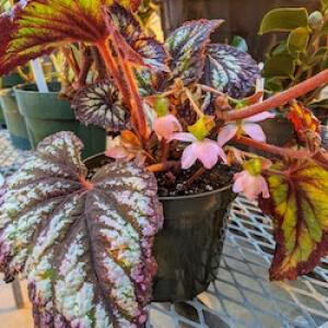 begonia photo
