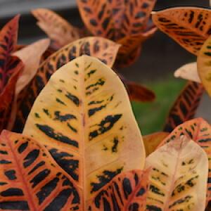 croton plant