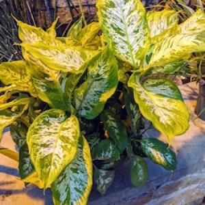Dieffenbachia plant