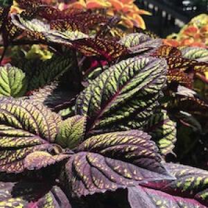 Fittonia plant