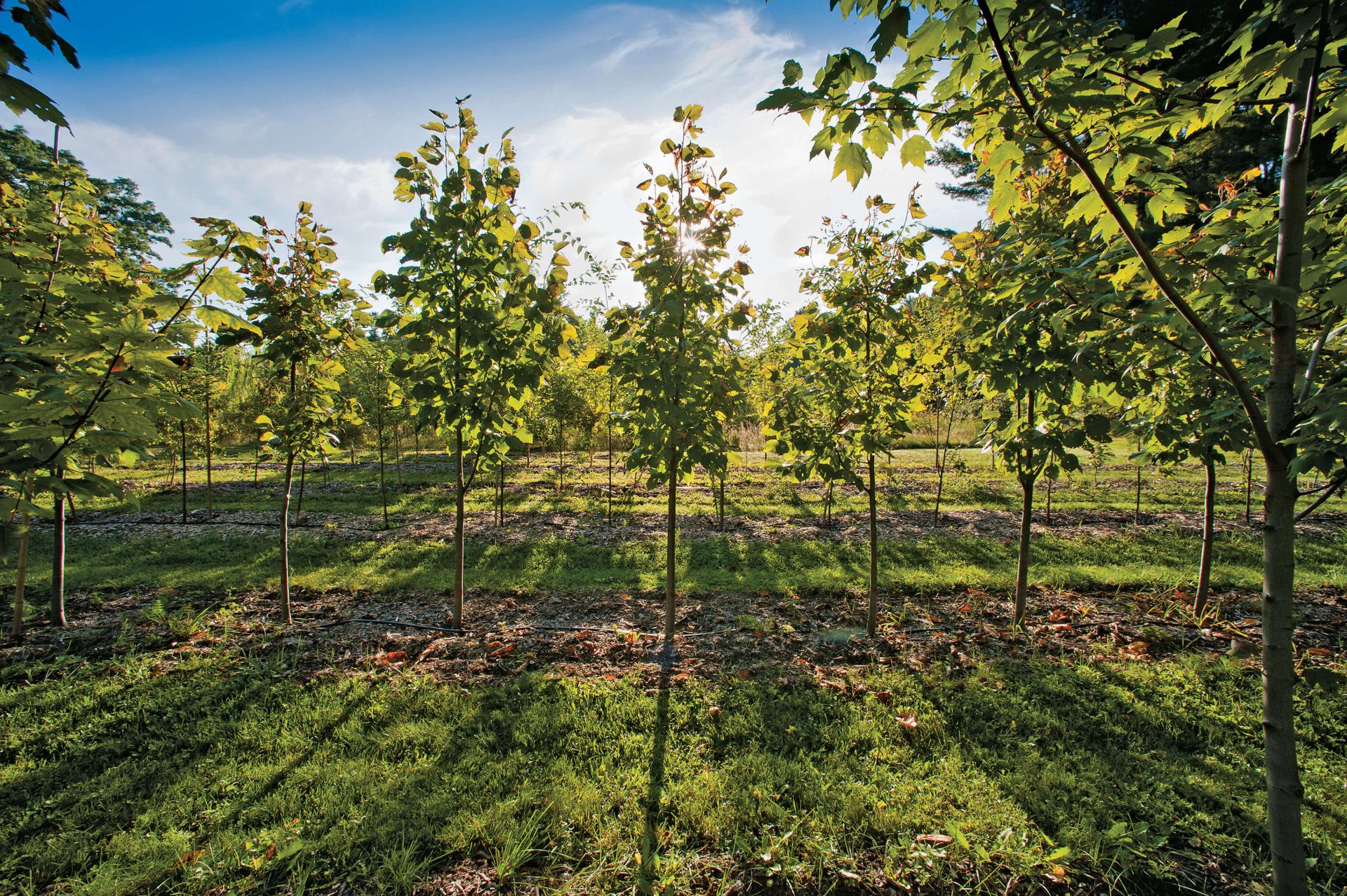 apple orchard at UVM