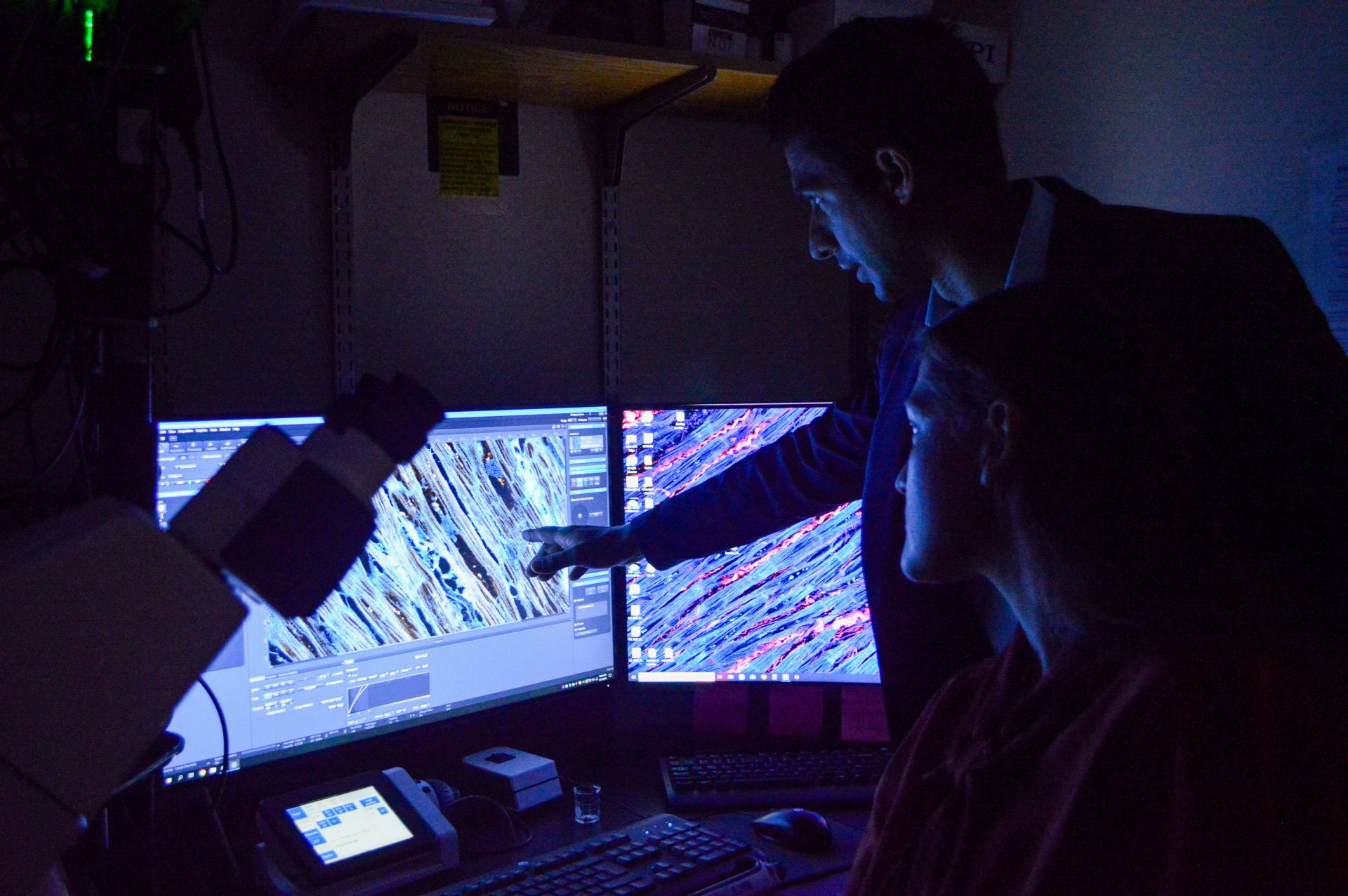 Researcher studying heart tissue images on a computer in dark lab.