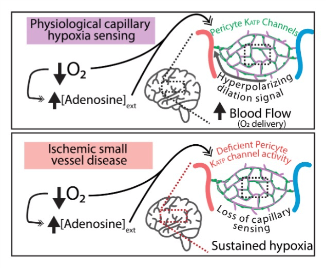Diagram showing oxygen sensing by brain capillaries in health and disease.