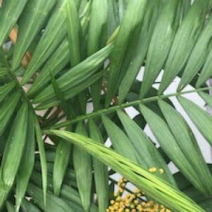 Parlor palm plant