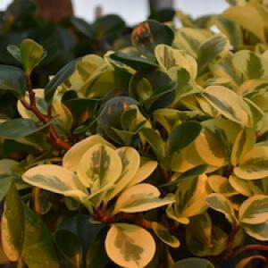 Peperomia plant