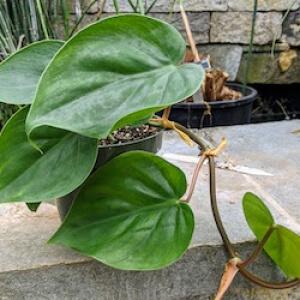 Philodendron plant