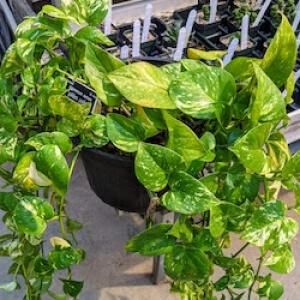 Pothos plant