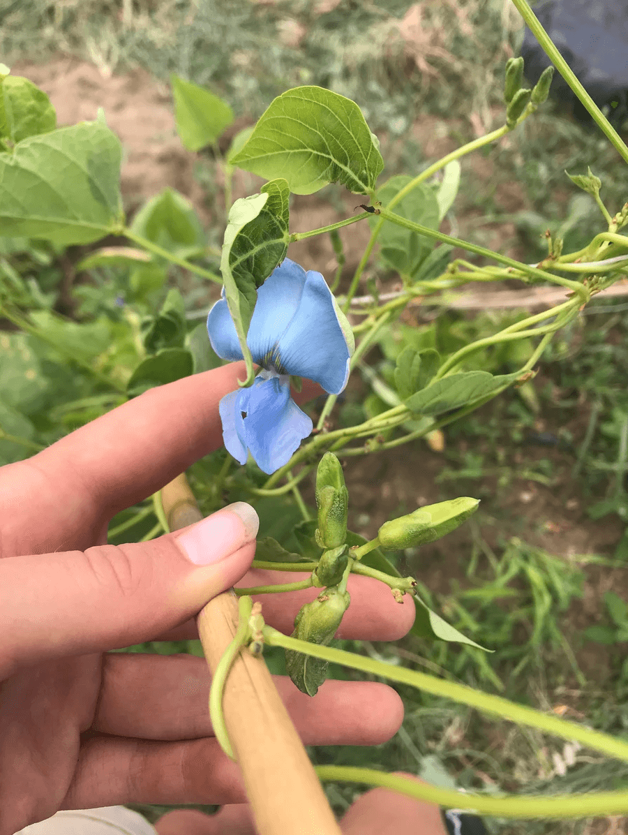Pea with blue flower