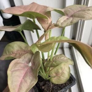 Syngonium plant