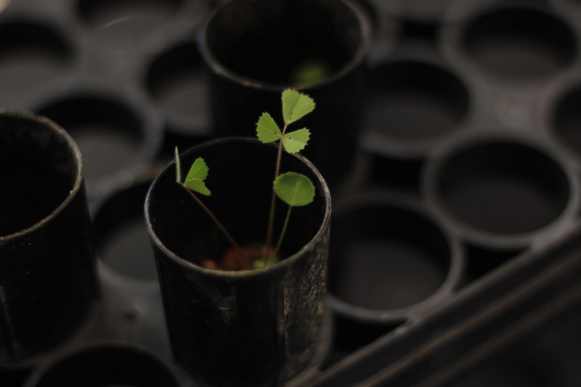 Plant for study