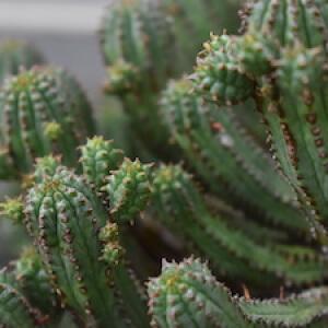 Cactus photo