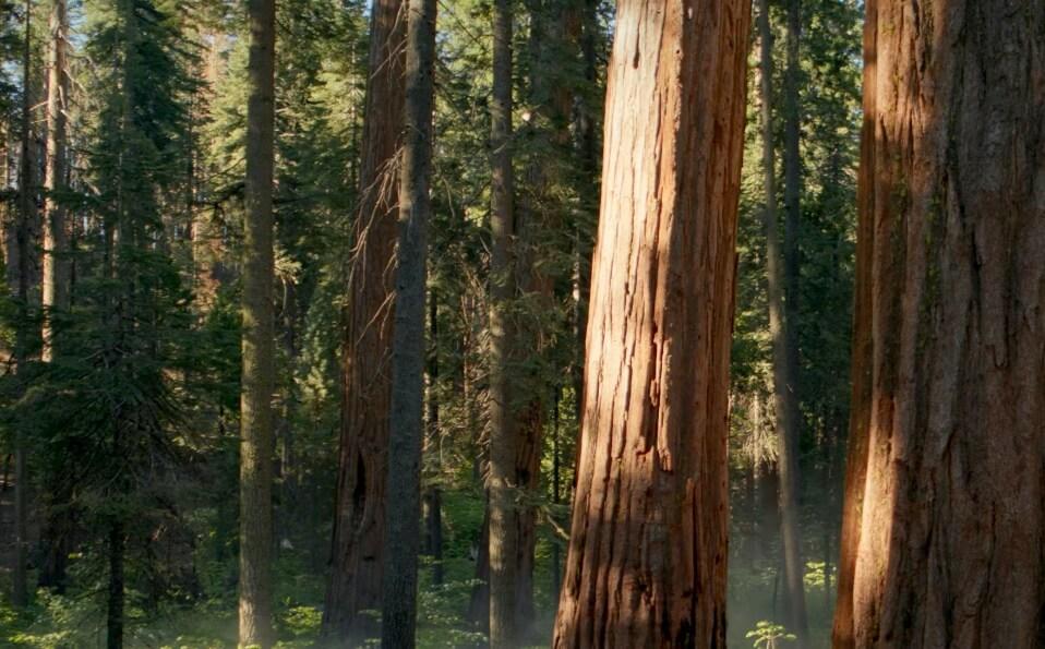 Trees!
