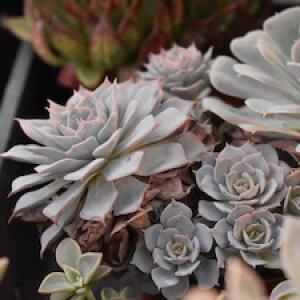 succulent photo