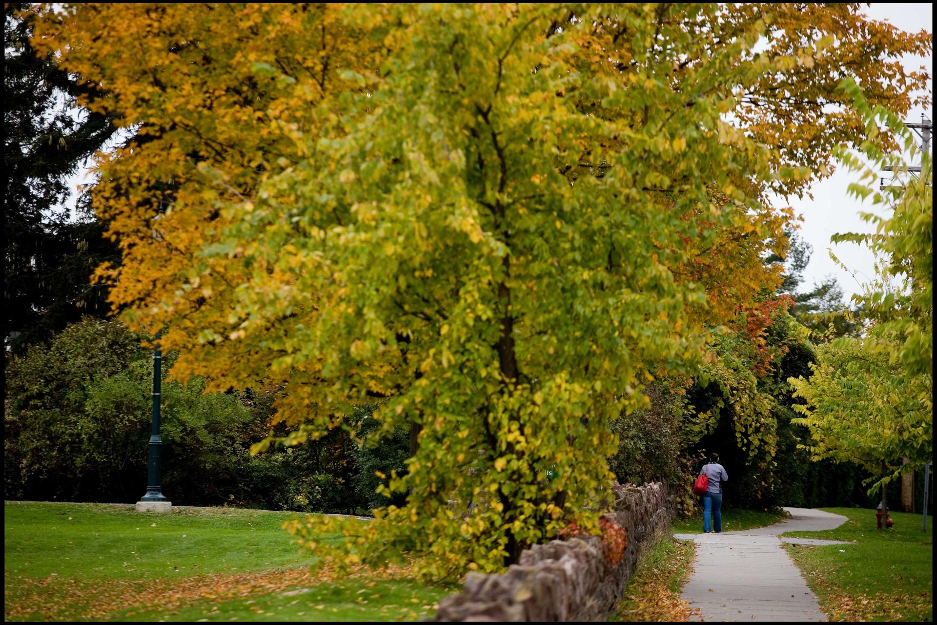 lone person walking under a tree